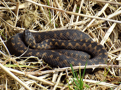 Первая помощь при укусе гадюки